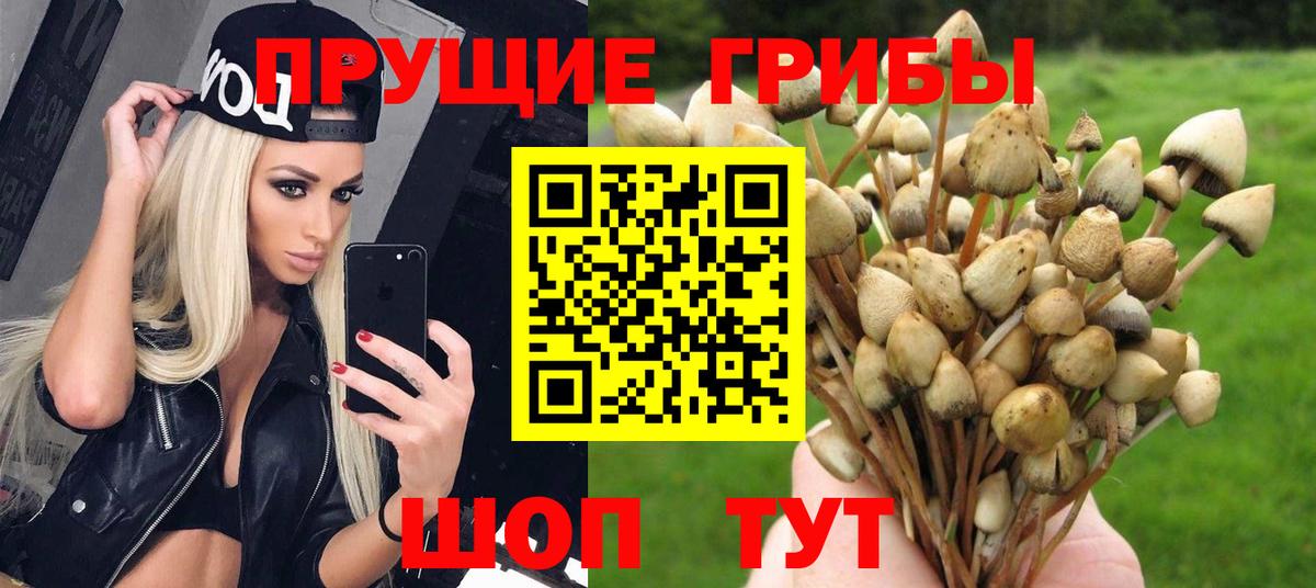 Курганинск  Псилоцибиновые грибы Psilocybine cubensis  Галлюциногенные грибы MAGIC MUSHROOMS  закладки  Вход с VPN 